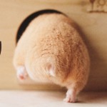 かわいさに悶絶 ハムケツ