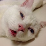 寝顔が醜いセツちゃん