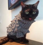 いつでも舌が“ペロリ”猫