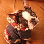 “鼻ぺちゃ犬”大集合