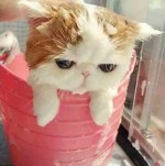 マンチカンの子ねこちゃんが激カワ