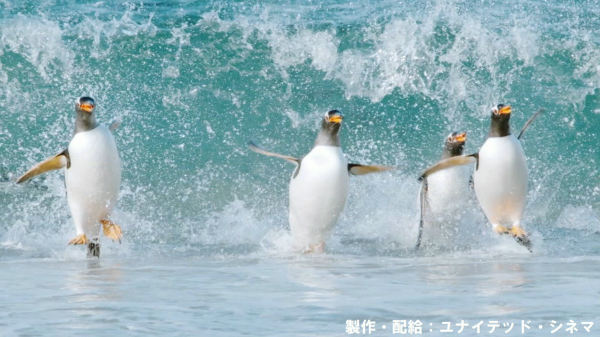 ユナイテッド シネマ フジグラン今治 驚き 海の生きもの超伝説 劇場版ダーウィンが来た 上映館検索 映画情報 クランクイン